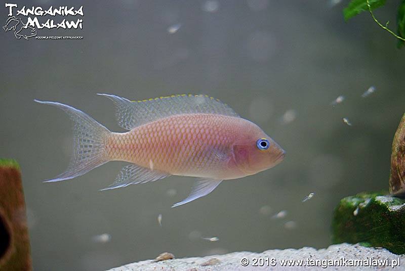 Neolamprologus marunguensis 'Kapampa'